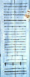 BarbwireB.jpg (36318 bytes)