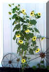 Sunflower All R Lucky Star Ranch | Antique Farm Tools Museum - Antique Wrench Book - Marsing Idahowidth=