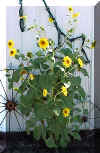 Sunflower All R Lucky Star Ranch | Antique Farm Tools Museum - Antique Wrench Book - Marsing Idahowidth=