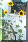 Sunflower All R Lucky Star Ranch | Antique Farm Tools Museum - Antique Wrench Book - Marsing Idaho